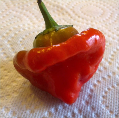 WILLVINE Hybrid Jamaican Red Pepper (Capsicum chinense)-2500 Seeds Seed(2500 per packet)
