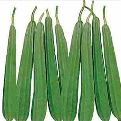 SREE Ridge Guard Seed, RG - 150PP, Pure Organic Gardening Ridge Guard Hybird Seed(150 per packet)