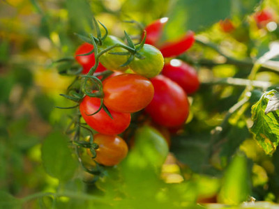 seedito tomato Seed(130 per packet)