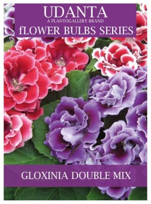 Udanta Gloxinia Tuberous Double Mix Flower Bulbs - Qty 10pcs Seed(10 per packet)