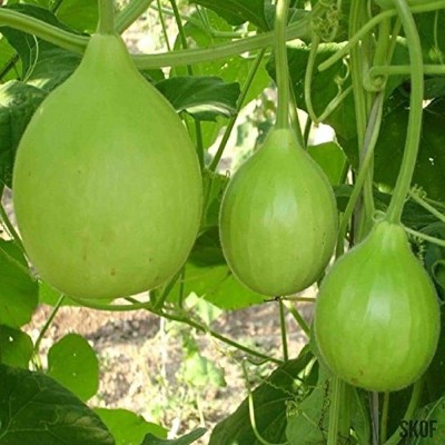 VibeX Desi Bottle Gourd/Lauki Round Seeds-(200 Gms, 1000 Seeds) Seed(1000 per packet)