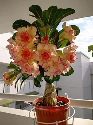 CRGO ADENIUM Seed(20 per packet)