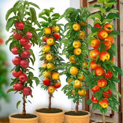 ACMS BONSAI MIX APPLE SEEDS FOR INDOOR AND OUTDOOR GARDEN Seed(50 per packet)