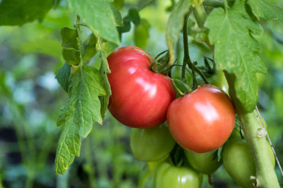 HYBRID MAKHAN GRASS SEEDS tomato Seed(115 per packet)