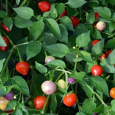 the green dotcom CHILI SEED Seed(100 per packet)