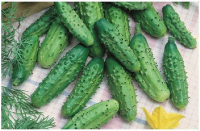 KNESSiN Gherkin Parisian Pickling Seed(1250 per packet)
