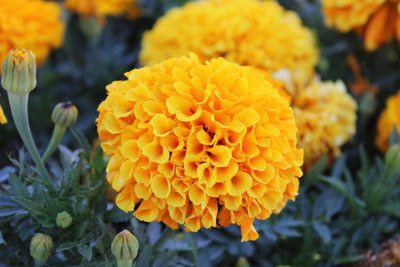 Alberts marigold/gende ka phool flower seeds Seed(75 per packet)