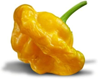 Biosnyg High Yield Yellow Mushroom Pepper Seeds for Home Gardening-(4000 Seeds) Seed(4000 per packet)