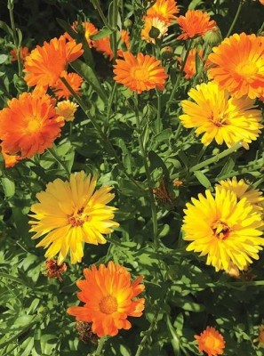 BSARKAR calendula flowers seed, flowers seed Seed(30 per packet)