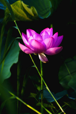 iGrow lotus,kamal gatta Seed(11 per packet)