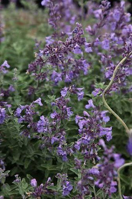 VibeX ® RXI-415 Catmint Perennial - Nepeta faassenii Seed(200 per packet)