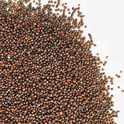 CYBEXIS GUA-83 - Broccoli (Green) - (450 Seeds) Seed(450 per packet)