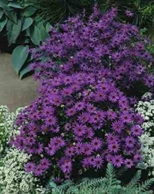 CYBEXIS KGF -88 - Brachy Blue' Swan River Daisy - (60 Seeds) Seed(60 per packet)