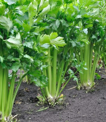 Quentova Celery Vegetable Seeds Seed(150 per packet)