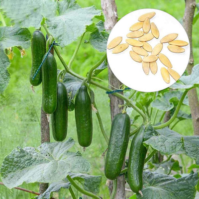 CYBEXIS Cucumber Vegetable Seeds1000 Seeds Seed(1000 per packet)