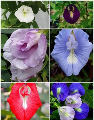 DEYS AGRO ™ hybrid mix aprajita flower seeds,all colors Seed(13 per packet)