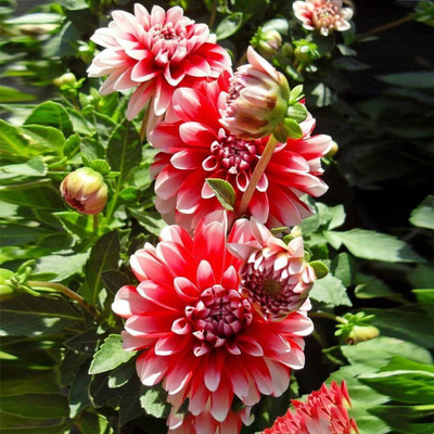 LPR DAHLIA Seed(50 per packet)