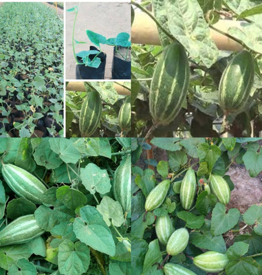 ibains Potol seed desi beej 11 Seed(11 per packet)