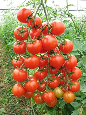 BDSresolve Red tomato seeds/tomato seed 38 Seed(38 per packet)