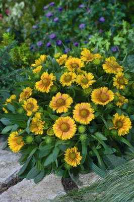 WATIKA Gaillardia Arizona Apricot Seed(20 per packet)