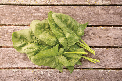 Qualtivate HUA-2A Double Take Spinach Seeds Seed(300 per packet)