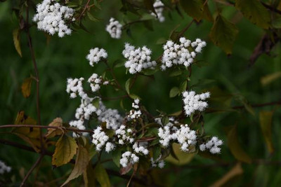 ITTUMM gypsophila flower Seed(200 per packet)