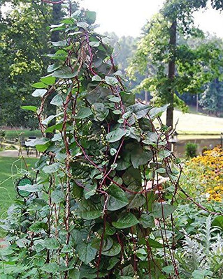 Qualtivate RES-5A Malabar Red Stem Spinach Seeds Seed(50 per packet)
