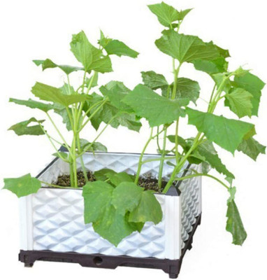 CYBEXIS Organic Hybrid Cucumber Seeds1000 Seeds Seed(1000 per packet)