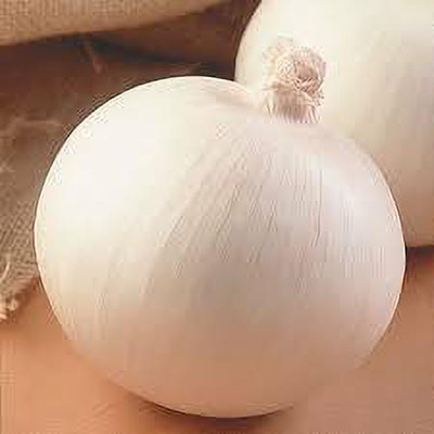 XOLDA Organic Onion white Seed(15 per packet)