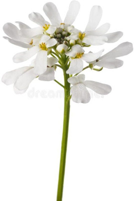 Aywal Candytuft Dwarf Fairy Mixed Seed(20 per packet)