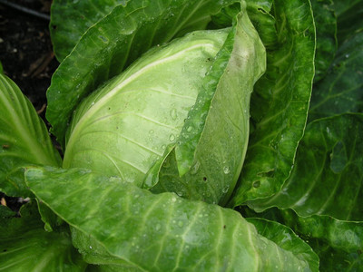 WILLVINE ROX -XVI Cabbage Seeds- Early Jersey Wakefield [50g] Seed(15000 per packet)
