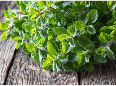 CYBEXIS LX-98 - Oregano Greek - (1350 Seeds) Seed(1350 per packet)