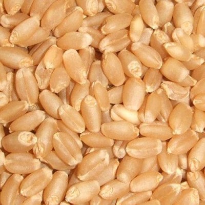 STOKIYA STOKIYA Wheat Seeds, DBW 231 , & Agriculture (Kheti ), Gehu Ka Bheej (40KG ) Seed(40 per packet)