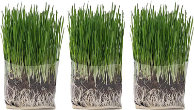 Qualtivate LX-10 Organic Cat Grass Seeds Seed(1000 per packet)
