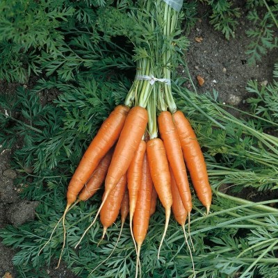 KNESSiN Indian Carrot-{1000 Seeds} Seed(1000 per packet)