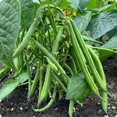 DEYS AGRO ™ Organic F1 Dwarf French Beans vegetable seeds Seed(21 per packet)