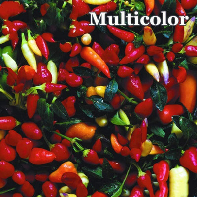 KNESSiN Spice Chilli Seed(1250 per packet)