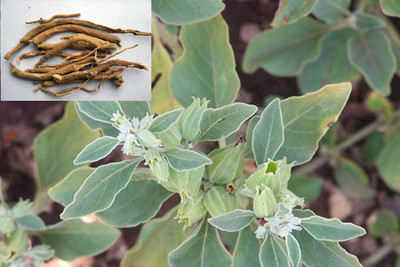 Pbevergreen Ashwaganda seeds Pack of 11 Seed(11 per packet)