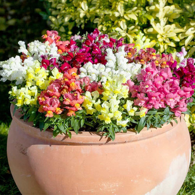 ACCELCROP Antirrhinum Rocket Mix Flower Seed(44 per packet)