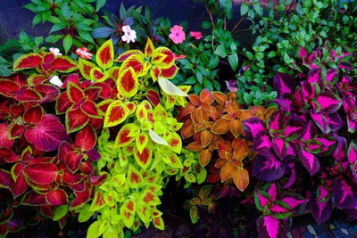 MYAT Coleus Wizard Mix Rainbow Rare Colour Colourful Foliage Leaves Seed(80 per packet)