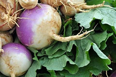 MAA Turnip, Shalajam Seed(46 per packet)