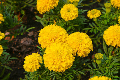 Aam beej marigold,gende ka phool seeds Seed(20 per packet)