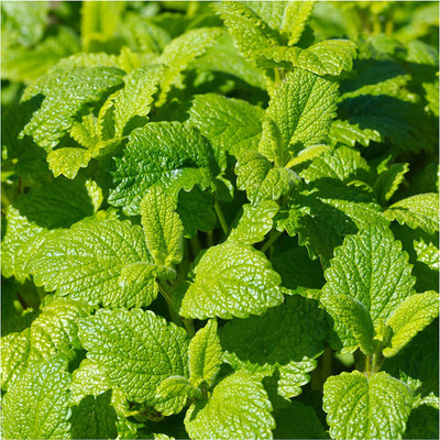 CYBEXIS XLL-52 - Lemon Balm (Melissa officinalis) - (2250 Seeds) Seed(2250 per packet)