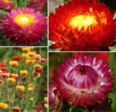 Aywal Helichrysum Seed(20 per packet)