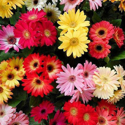 XOLDA Gerbera Mix Flower Seed(50 per packet)