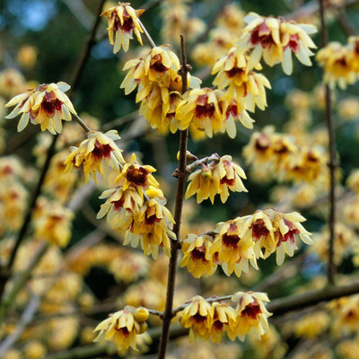 Qualtivate VXI-18 Calycanthaceae, Japanese Allspice Seed(50 per packet)