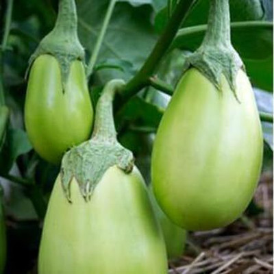 KNESSiN Desi Green Brinjal ( Seeds) Seed(5000 per packet)