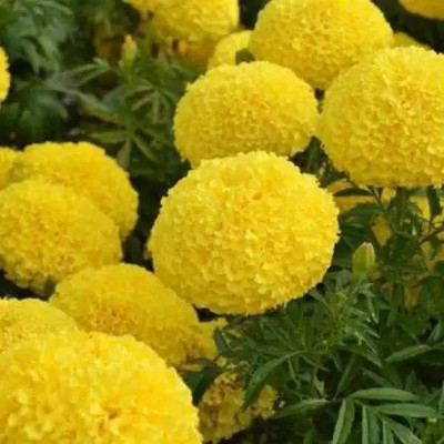 Aro Marigold African, Genda Phool Seed(55 per packet)