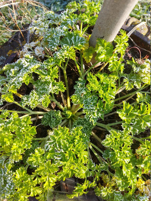 SOWCAN Curly Green Parsley Seeds (Aromatic) Seed(100 per packet)