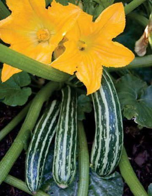 VibeX ® XXL-250 Cocozelle Organic Squash Seeds Seed(100 per packet)